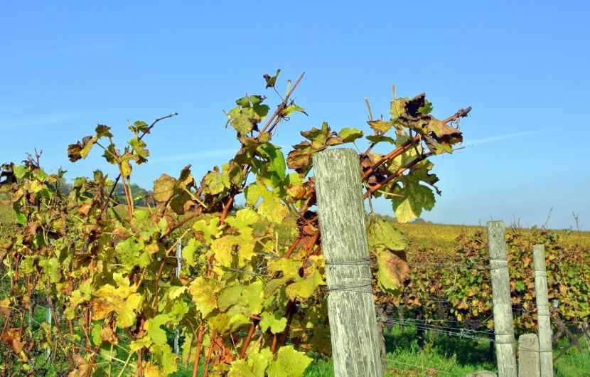 Sussex Vineyard