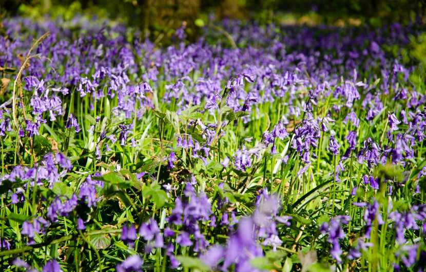 Bluebell Meadow