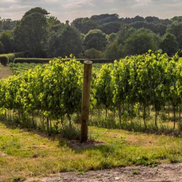 East Sussex Vineyard