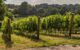 East Sussex Vineyard