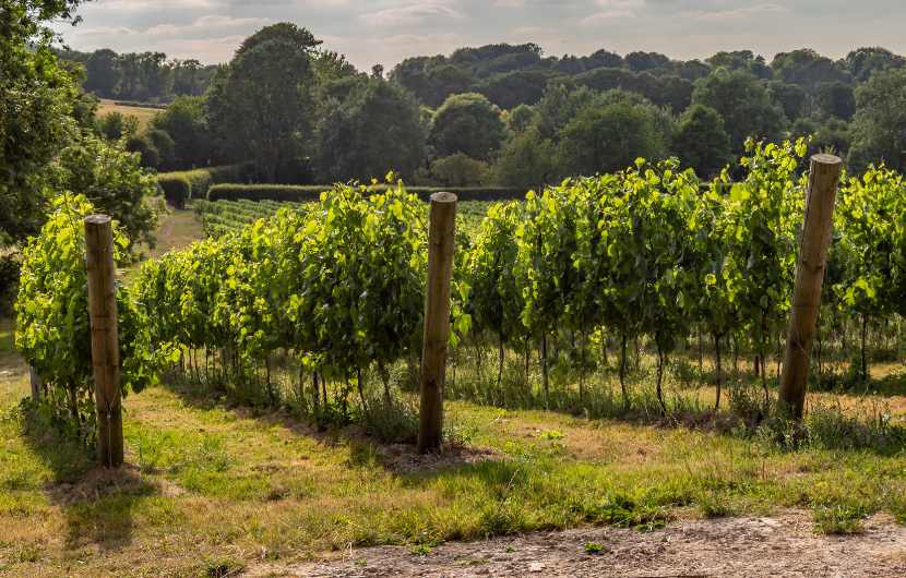 East Sussex Vineyard